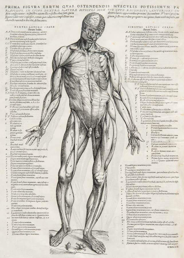 Vesalius illustration of the muscles of the body 'on the fabric of the Human body' 1543 (credit: University of Glasgow Library, Special Collections)